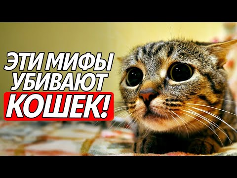 Видео: ХОТИТЕ ЧТОБЫ ВАША КОШКА ЖИЛА ДОЛЬШЕ 15 ЛЕТ? Тогда избегайте эти 12 мифов