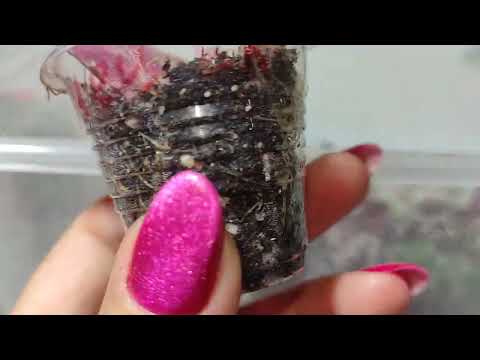 Видео: Детки бегоний пошли в рост.