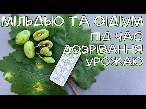 Видео: БЕЗПЕЧНІ ПРЕПАРАТИ ДЛЯ ЛІКУВАННЯ МІЛЬДЬЮ ТА ОІДІУМУ. НАРОДНІ ДЕШЕВІ ПРЕПАРАТИ. ЙОД, СОДА, ПЕРЕКИС