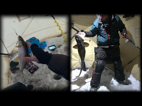 Видео: ОТЛИЧНЫЙ ДЕНЬ НА РЫБАЛКЕ | СИГ | НАЛИМ