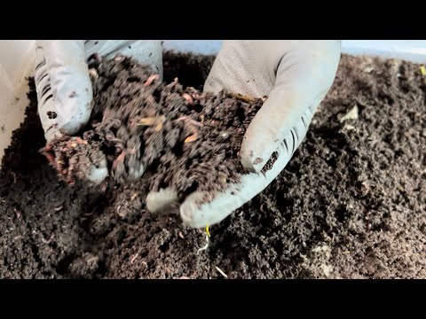 Видео: Экстренное обновление постельных принадлежностей, когда мусорное ведро заполнено старыми отливками