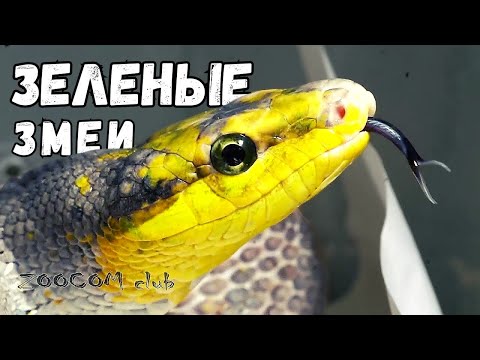 Видео: Зеленые древесные змеи. Green tree snakes