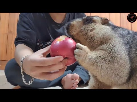 Видео: сурок ест большое яблоко