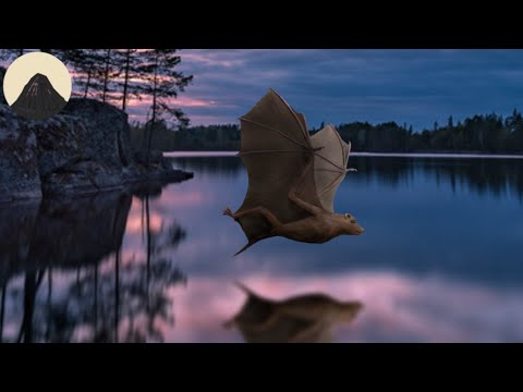 Видео: Эволюция летучих мышей