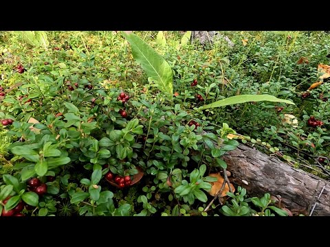 Видео: В лес за брусникой.
