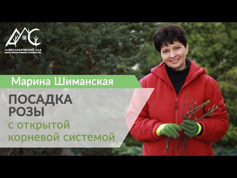 Видео: Посадка розы с открытой корневой системой