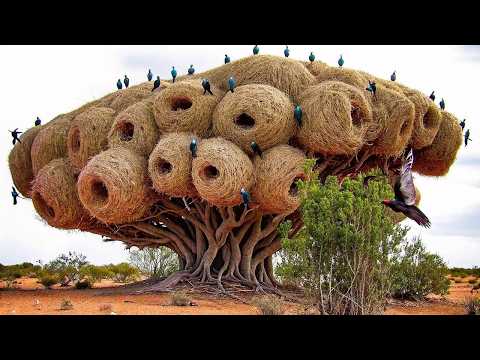 Видео: 100 Самых Опасных Мест на Планете
