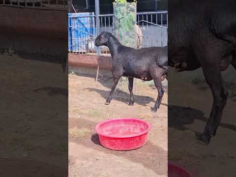 Видео: 31 октября 2025 г.