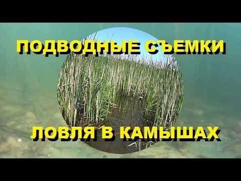 Видео: ПОДВОДНЫЕ СЪЕМКИ.  РЫБАЛКА В КАМЫШАХ.  ЛОВЛЯ ПЛОТВЫ И КАРАСЯ.
