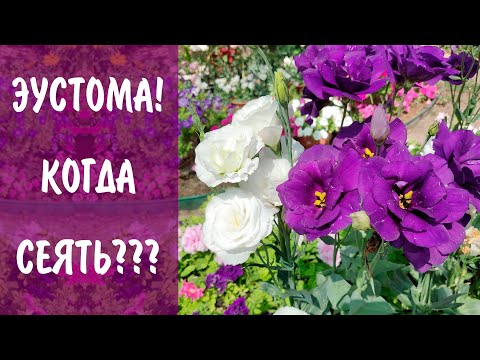 Видео: Когда сеять Эустому? Выбираем лучшую эустому! Эустома АВС, Эхо, Сапфир