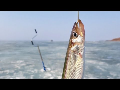 Видео: В поисках корюшки! п.Авангард.