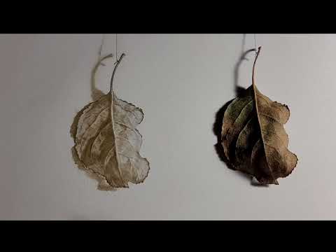 Видео: Классические техники живописи. Белильная прописка.