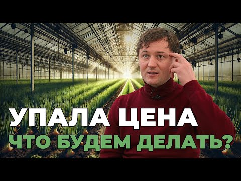 Видео: Упала цена на зеленый лук. Размышления в теплице