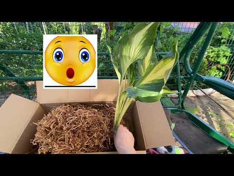 Видео: Супер Новые сорта хосты🌞👌Две посылки🌞#волгоград #посылка #хоста #garden #