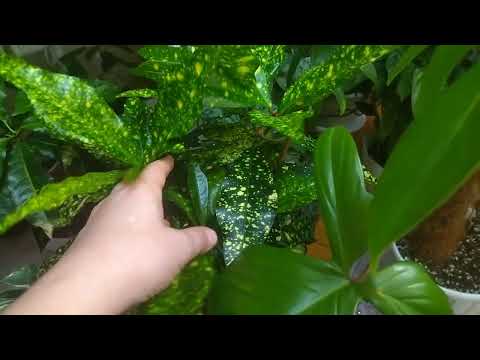 Видео: Обзор комнатных растений в декабре. 2023 год.