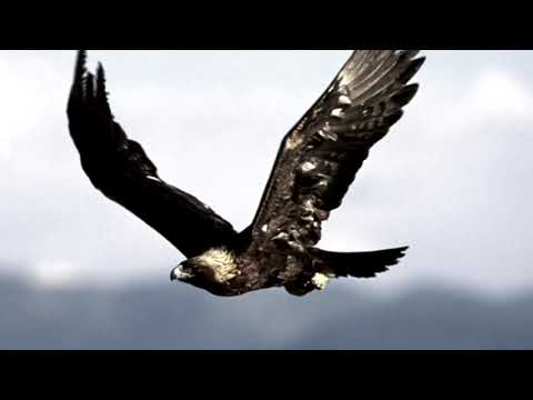 Видео: Поэзия - "Арман" Мұхтар Шаханов