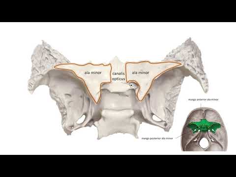 Видео: Клиновидная кость, череп, крыловидные отростки