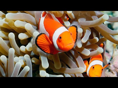 Видео: Изучаем азы морской аквариумистики. Часть 1. Оборудование, биология, гидробионты, запуск.