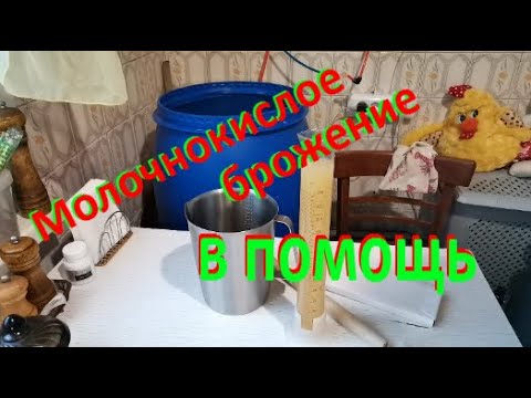 Видео: МОЛОЧНОКИСЛОЕ БРОЖЕНИЕ В ВИСКАРНОМ ЗАТОРЕ
