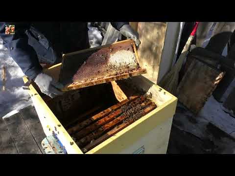 Видео: Сложная зимовка, но все пчёлы живы.👆