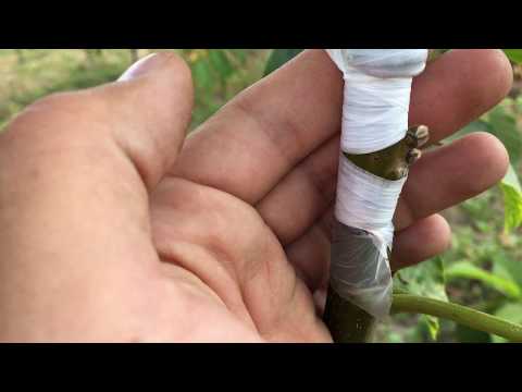 Видео: Результат окулировки грецкого ореха. 15.08.2018. 14 день