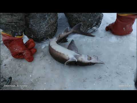 Видео: Зимняя рыбалка в арктике (Winter fishing in arctic)