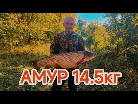 Видео: Двобій з Білим Амуром 14.5кг ....