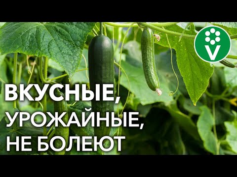 Видео: 10 СОРТОВ ОГУРЦОВ, которые НИКОГДА не подведут!