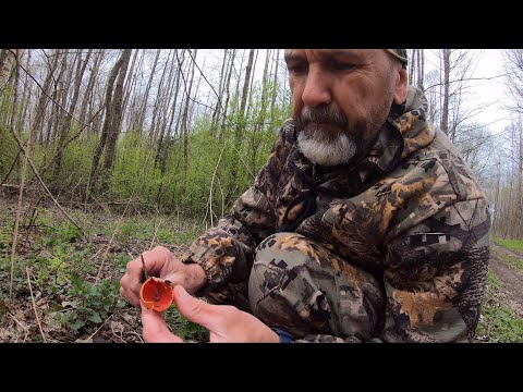 Видео: Саркосцифа - экологический индикатор. Отличие саркосцифы алой и австрийской