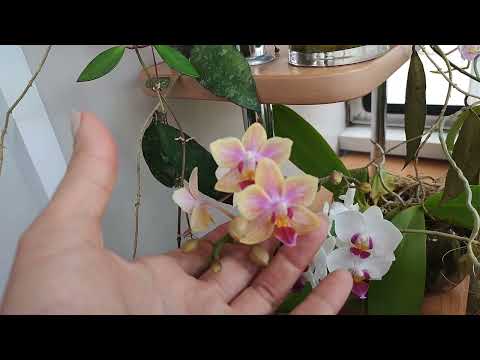 Видео: ВСЕ мои МИНИ-ФАЛЕНОПСИСЫ расцвели | обзор