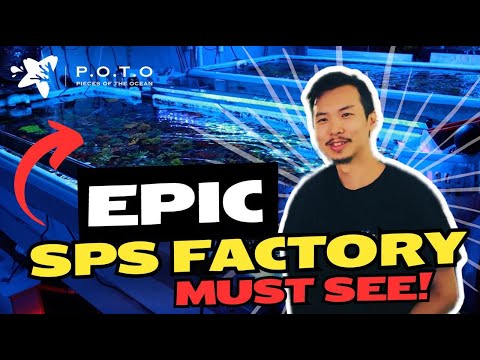 Видео: Исследуем фабрику кораллов SPS компании POTO: мечта каждого любителя SPS!