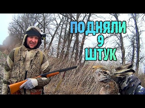 Видео: Охота на ЗАЙЦА! Зайца МНОГО НОРМУ взяли Сезон охоты 2021-2022 ТОЗ 34 И ИЖ 27