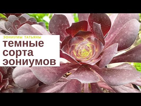 Видео: Темные сорта эониумов  2022 // dark and black aeoniums