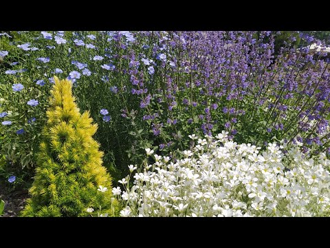 Видео: БАГАТОРІЧНІ КВІТИ, РОСЛИНИ для САДУ і КЛУМБИ