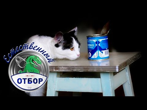 Видео: "Естественный отбор". Сгущенка