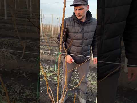 Видео: Формирующая обрезка груши