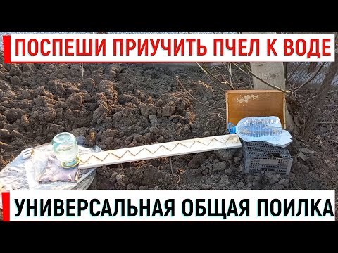 Видео: Поспеши приучить пчел к УНИВЕРСАЛЬНОЙ поилке