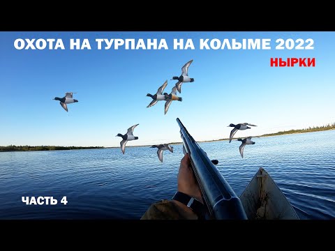 Видео: ОХОТА НА ТУРПАНА НА КОЛЫМЕ 2022 ЧАСТЬ 4. HUNTING FOR VELVET SCOTER IN SIBERIA. KOLYMA