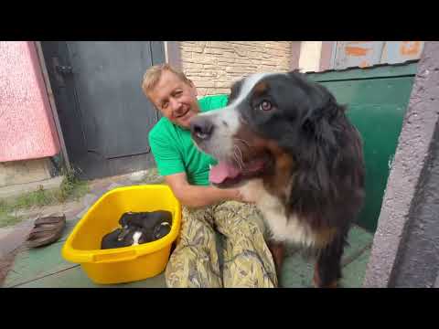 Видео: Бернский ЗЕННЕНХУНД! У пары любимцев Олега Зубкова родились щенки!  О плюсах любимой породы!Тайган