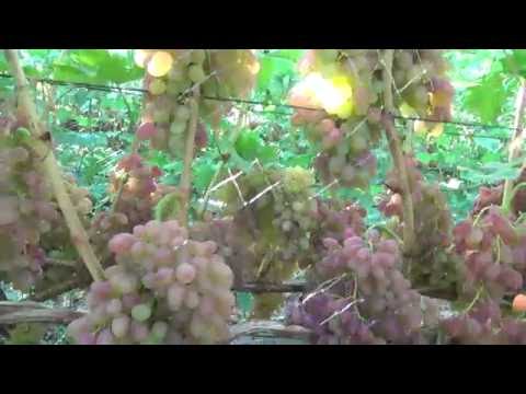 Видео: К-ш Лучистый на первое сентября!