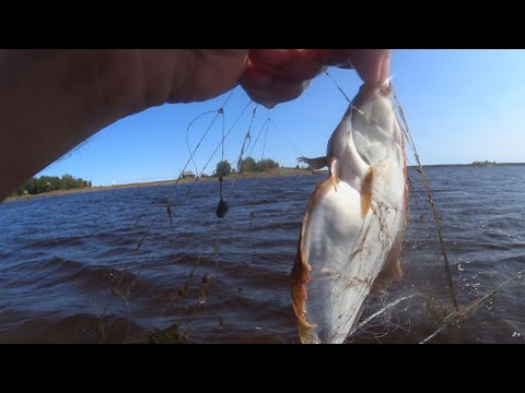 Видео: Кемская Камбала! Электросамокатная Рыбалка на Белое море!