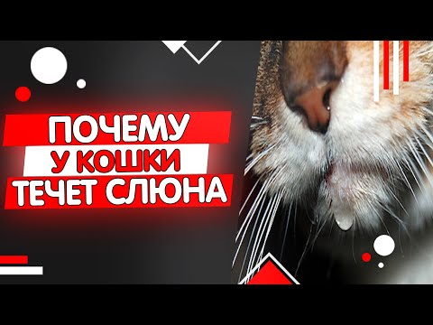 Видео: Почему у кошки текут слюни, гиперсаливация у кошек