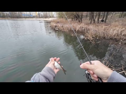 Видео: ЗНАЙШОВ ЕКЗОТИЧНУ РИБУ В КИЄВІ НА ОЗЕРІ 😱😱😱 РОБИ ТАКЖЕ І ЗАВЖДИ БУДЕШ ІЗ РИБОЮ В РУКАХ.  МОРМИШИНГ