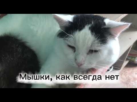 Видео: Приехала кошка Кристи