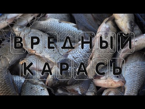 Видео: Вредный карась. Секреты ловли. Рыбалка 2020.