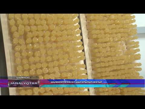 Видео: Шымкентте науат шығарылып жатыр