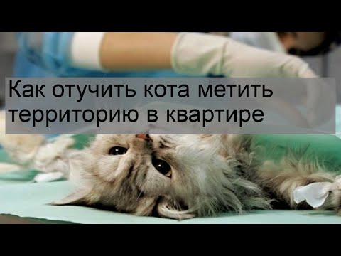 Видео: Как отучить кота метить территорию в квартире