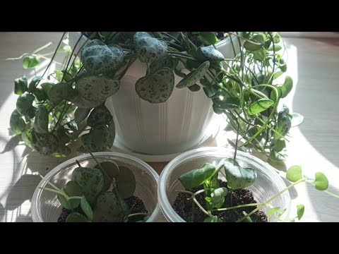 Видео: Комнатные цветы.Церопегия.Условия быстрого укоренения.🌱☘🌱