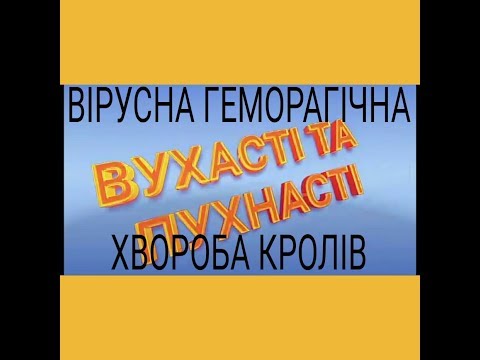 Видео: ВІРУСНА ГЕМОРАГІЧНА ХВОРОБА КРОЛІВ