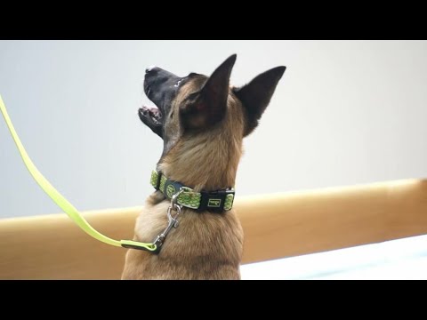 Видео: ЩЕНОК В ГОРОДЕ - 9 серия / Здоровье и развитие щенка. В гостях у Валты.